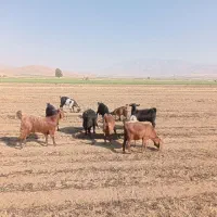 بزغاله فروشی