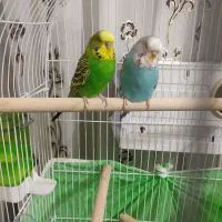 جفت مرغ عشق انگلیسی