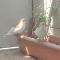 پنج تا کفتر رنگه‌اس‌