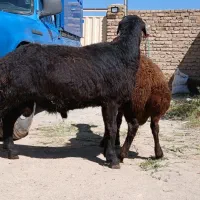 بره چاق