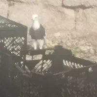 310|پرنده|خفر, |دیوار