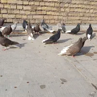 دم سفید|حیوانات مزرعه|اهواز, چنیبه علیا|دیوار