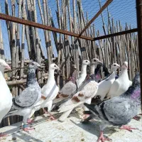 سار اوغون طوقی دمسفید ساده
