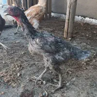 مرغ و خروس لاری