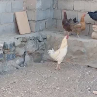 خروس|حیوانات مزرعه|سربیشه, |دیوار