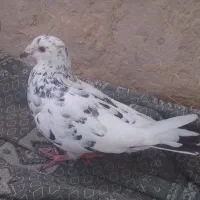 باخت