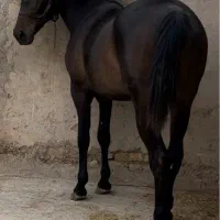 اسب
