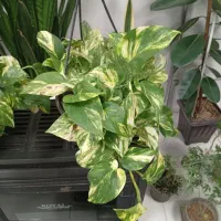 گل ساعتی|گل و گیاه طبیعی|چالدران, |دیوار