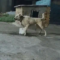سگ سراب