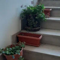 گلدان گیاه طبیعی