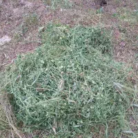 یونجه خالص