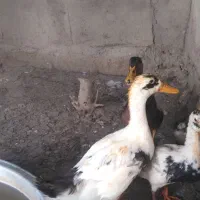 چهار عدد اورد‌ک بشه