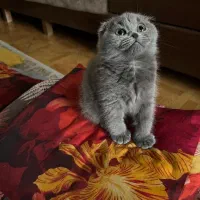 اسکاتیش ترپل فولد ماده