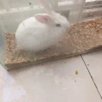 خرگوش