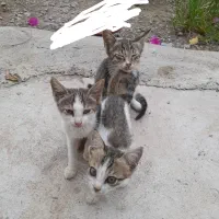 گربه