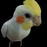 عروس هلندی گم شده