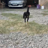 دوتا خروس لاری اوشامو ۵ ماهه