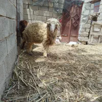 بره یا همان گوسفند بزرگ وچاق20ملیون