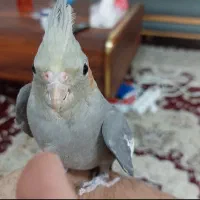 عروس هلندی