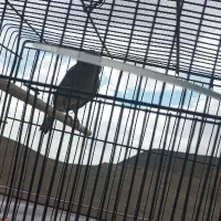 قناری شلاقی بخون  بشرط