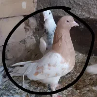 کبوتر