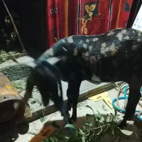بز سه قلوزا