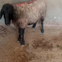 میش جمعی وکوشتار