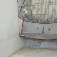 نر عروس