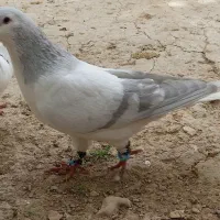 پرنده|پرنده|بجنورد, |دیوار