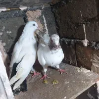 کبوتر|پرنده|مریوان, |دیوار