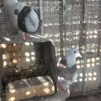یک جفت طوقی کرمانشاهی درشت