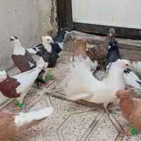 کفتر رنگه