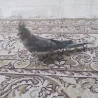 یک نرعروس هلندی