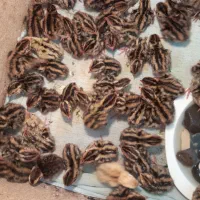 جوجه بلدرچین ۶ روزه