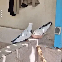 یجفت کبوتر با لونه بسیار شیک