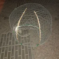 گرگور نو