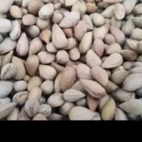 فروش بادام کوهی