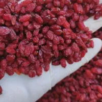 زرشک پفکی سوپرلوکس قائنات مستقیم و بدون واسطه