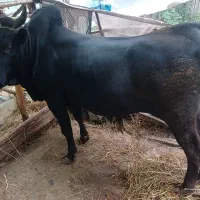 ورزا ۲۰۰گیلویی