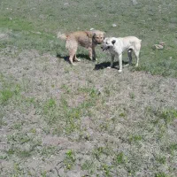 سگ گله ای عالی ب شرط  میدم