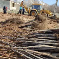 نهال گردو و میوه