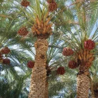 خوشه درشت شما را اجاره میکنم