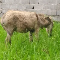 الاغ ماده با کره نریکساله