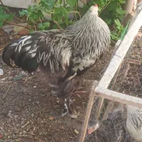 خروس برهما