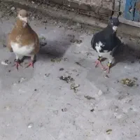 کفتر