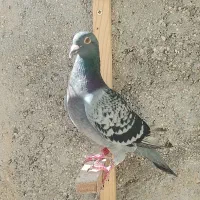 پولکی