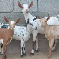 کهره صلاله درجه یک