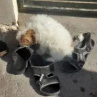 سگ شیتزو