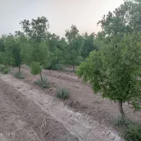 ((باغ فروشی تقاب))