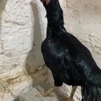 مرغ لاری پر مرغی یه تیغ مشکی
